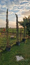 Albero Cipresso 3 metri 