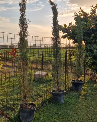 Albero Cipresso 3 metri 