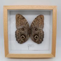 farfalla tropicale in teca Caligo eurilochus