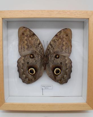 farfalla tropicale in teca Caligo eurilochus