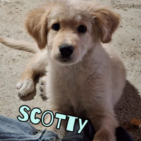 Scotty cucciolo simil Golden