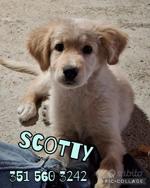 Scotty cucciolo simil Golden