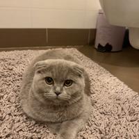 Scottish fold per acoppiamento
