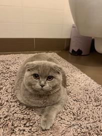 Scottish fold per acoppiamento