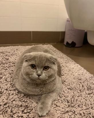 Scottish fold per acoppiamento