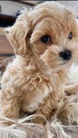 Maltipoo toy