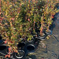 Photinia per creazione siepi 80-100cm