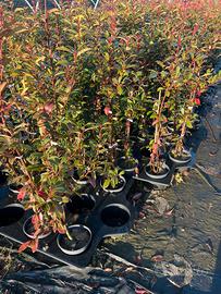 Photinia per creazione siepi 80-100cm