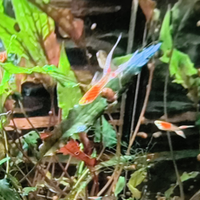Guppy doppia spada