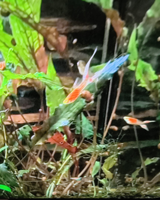 Guppy doppia spada