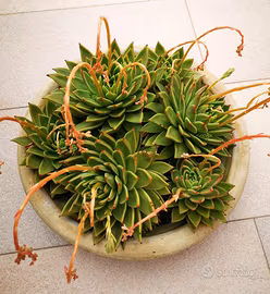 Pianta grassa Echeveria 