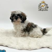 Magnifica cucciola Shih Tzu