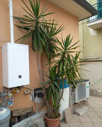 pianta yucca