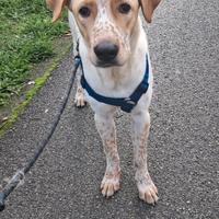 Cucciolo di 7 mesi URGENT