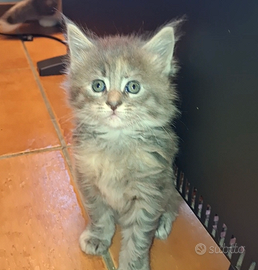 Cucciola femmina di maine coon