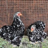 Galline cocincina nana nero picchettato