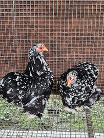 Galline cocincina nana nero picchettato