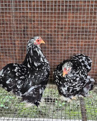 Galline cocincina nana nero picchettato