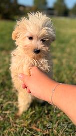 Avril, cucciola di maltipoo