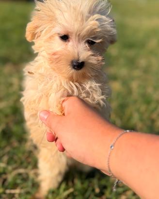 Avril, cucciola di maltipoo