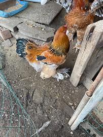 Gallo brahma giovane