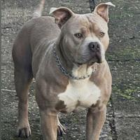 Monta american bully xl