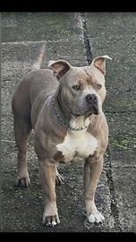 Monta american bully xl