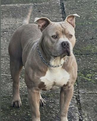 Monta american bully xl