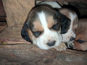 Beagle tricolore broken e nero bicolore