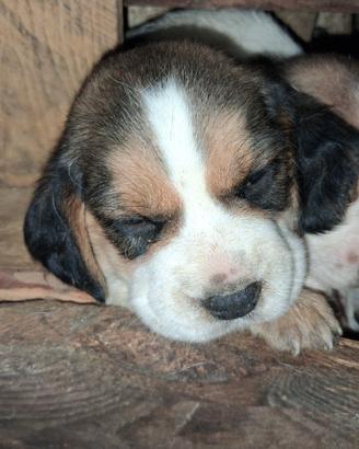 Beagle tricolore broken e nero bicolore