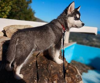 Cuccioli di Siberian Husky