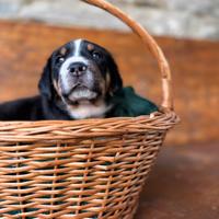 Grande bovaro svizzero