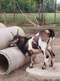 Capretto tibetano
