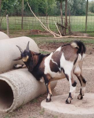Capretto tibetano