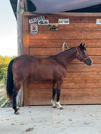 Quarter horse
