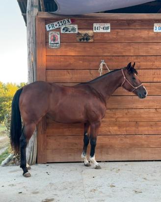 Quarter horse