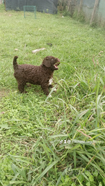 Cuccioli Lagotto romagnolo