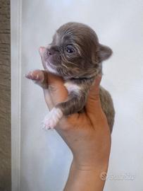 Chihuahua