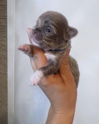Chihuahua