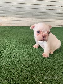 Buldog francesi