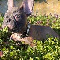 Bulldog francese esotico femmina 3 mesi