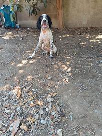 Setter inglese