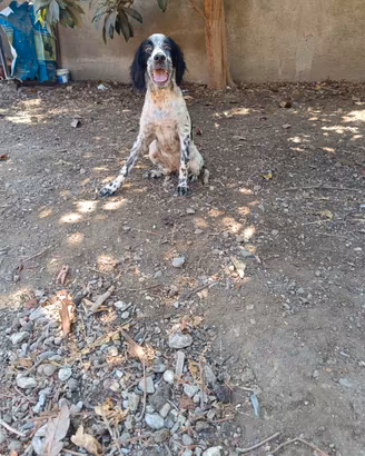 Setter inglese