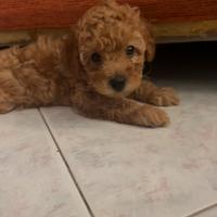 Ultimo cucciolo di barboncino Toy