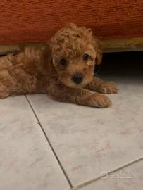 Ultimo cucciolo di barboncino Toy