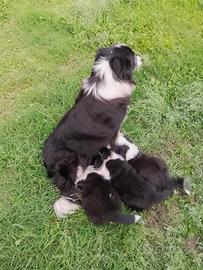 Border collie