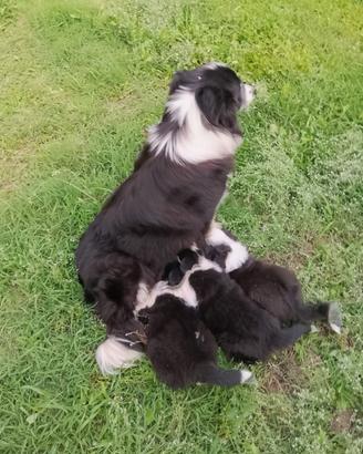 Border collie