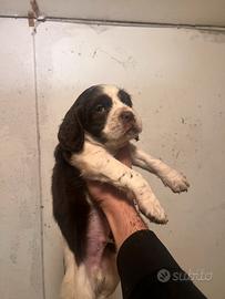 Cuccioli springer spaniel