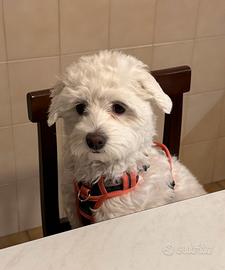 Maltipoo