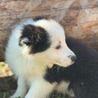 Border collie